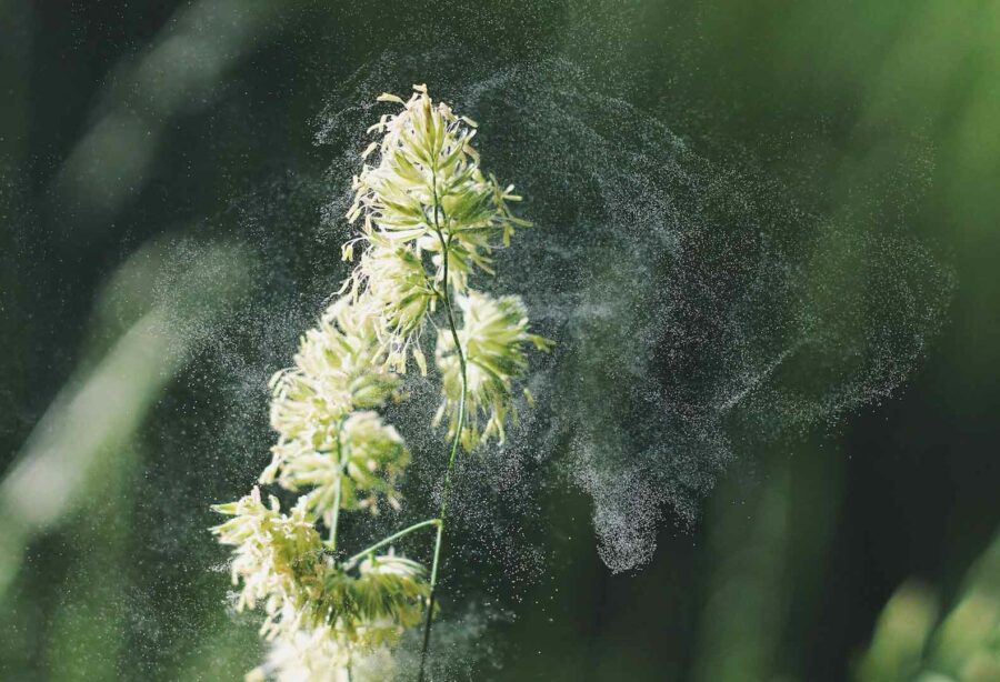 5 Tipps, um die Pollensaison gut zu überstehen